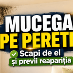 Mucegai pe perete? Cum scapi de mucegai definitiv și previi reapariția lui